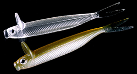 Frilled Shad Material