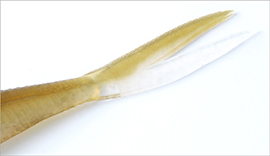 Frilled Shad Tail