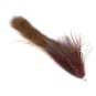 Brown Roach