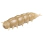 Maggot