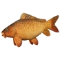 Carp Carpy