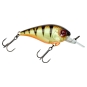 Angry Perch