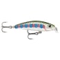 RT Rainbow Trout