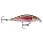 Live Rainbow Trout