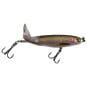 Rainbow Trout