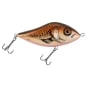 Spawning Minnow