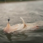 morepic-5