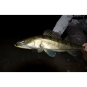 morepic-5