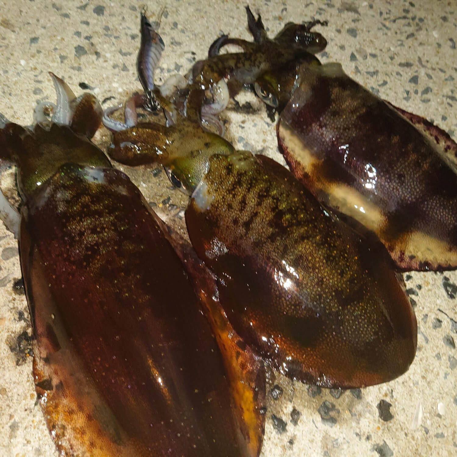 zoompic-8